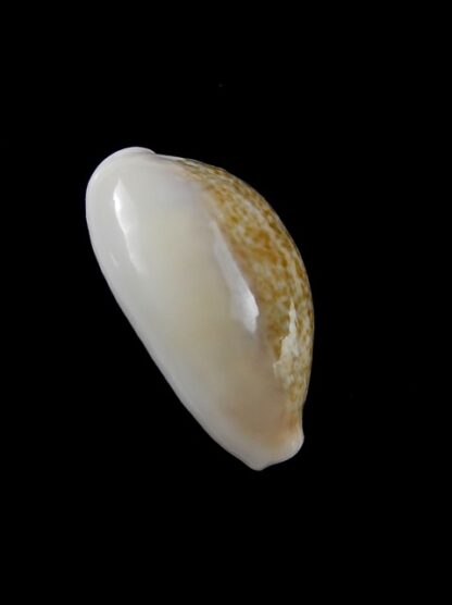Cypraea ovum chrysostoma 24,1 mm Gem-12165