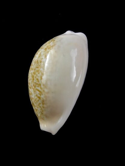 Cypraea ovum chrysostoma 24,1 mm Gem-12167