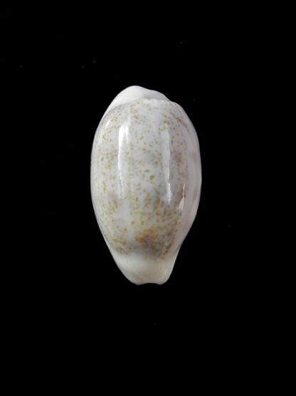 Cypraea pallidula rhinoceros 19,6 mm Gem-12187