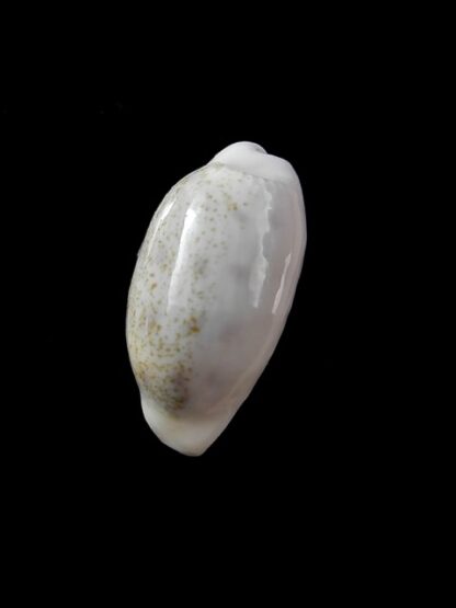 Cypraea pallidula rhinoceros 19,6 mm Gem-12186