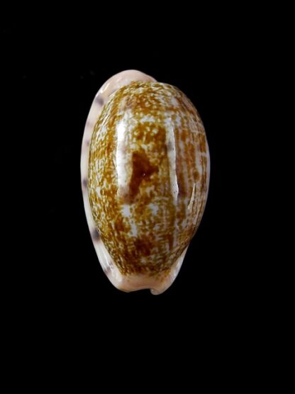 Cypraea pellucens pellucens 24,3 mm Gem-12214