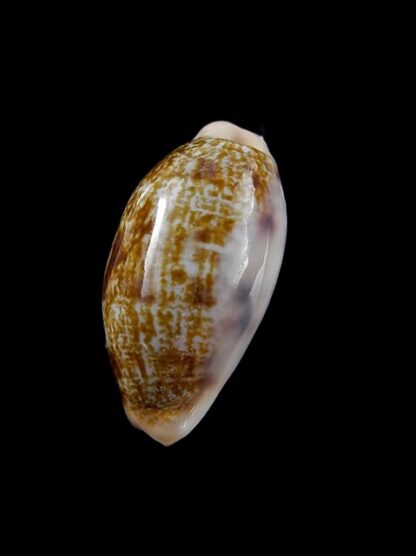 Cypraea pellucens pellucens 24,3 mm Gem-12213