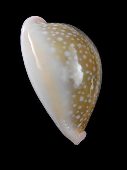 Cypraea miliaris 35,7 mm Gem-12161