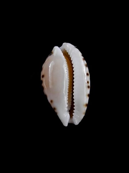 Cribrarula astaryi 16,5 mm Gem-12344