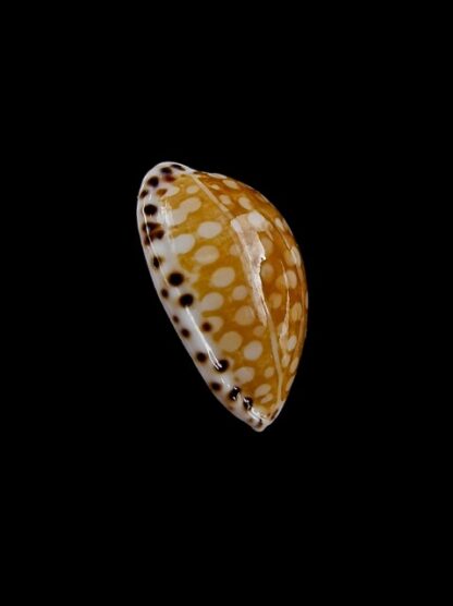 Cribrarula astaryi 16,5 mm Gem-12340