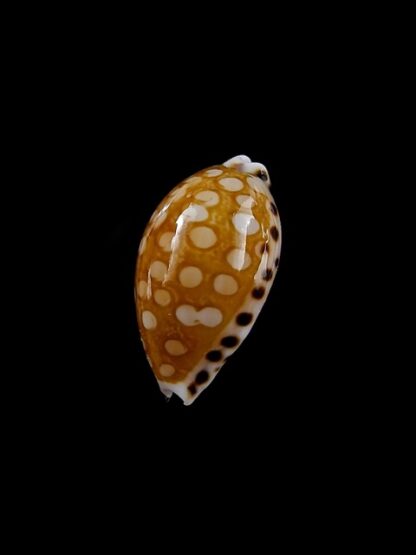 Cribrarula astaryi 16,5 mm Gem-12343