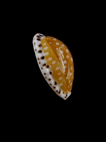 Cribrarula astaryi 17,9 mm Gem-12362