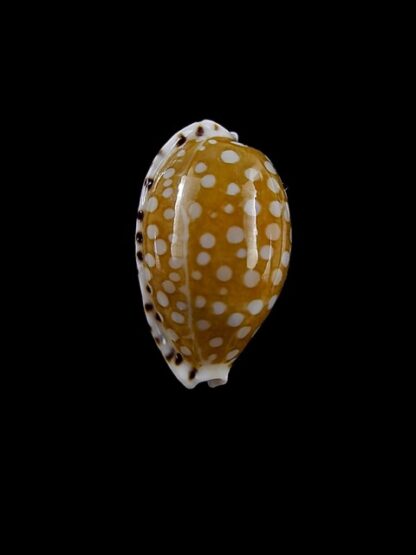 Cribrarula astaryi 17,8 mm Gem-12353