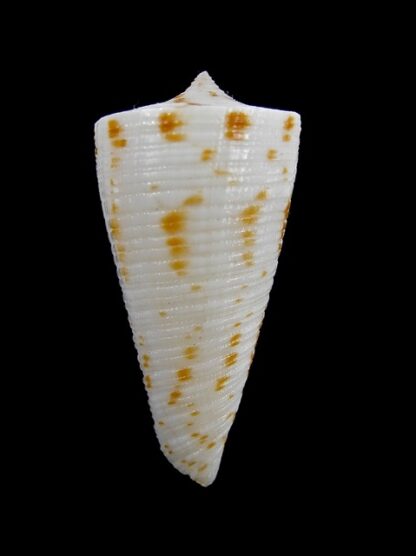 Conus lizardensis 36,4 mm Gem-12036