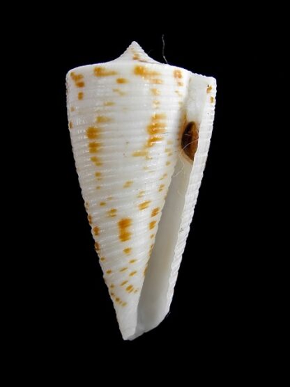 Conus lizardensis 36,4 mm Gem-12034