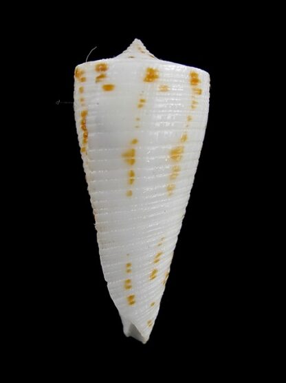 Conus lizardensis 36,4 mm Gem-12035