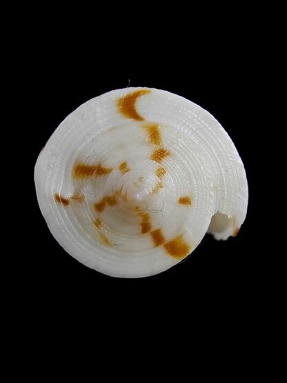 Conus lizardensis 36,4 mm Gem-12033