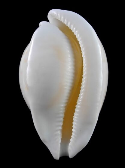 Umbilia armeniaca ..white.. 106,4 mm Gem-12292
