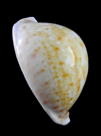 Umbilia armeniaca ..white.. 106,4 mm Gem-12293