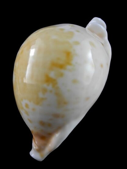 Umbilia armeniaca ..white.. 106,4 mm Gem-12294