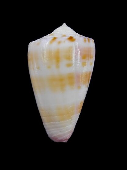 Conus devorsinei 32,2 mm Gem-12284
