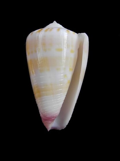 Conus devorsinei 32,2 mm Gem-12282