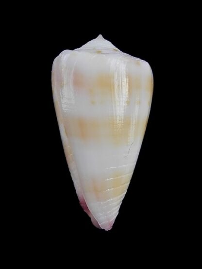 Conus devorsinei 32,2 mm Gem-12285