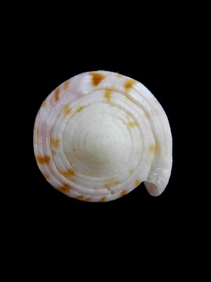 Conus devorsinei 32,2 mm Gem-12286