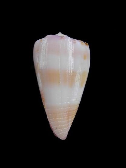 Conus devorsinei 28,7 mm Gem-12264