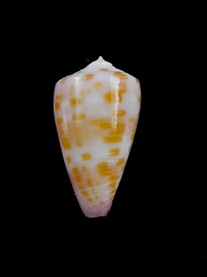 Conus devorsinei 27,2 mm Gem-12274