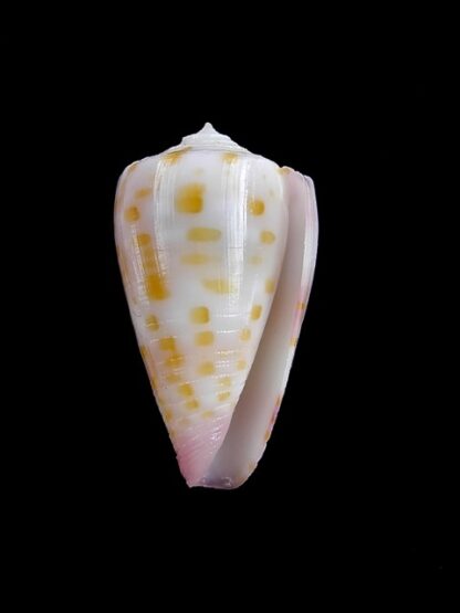 Conus devorsinei 27,2 mm Gem-12276