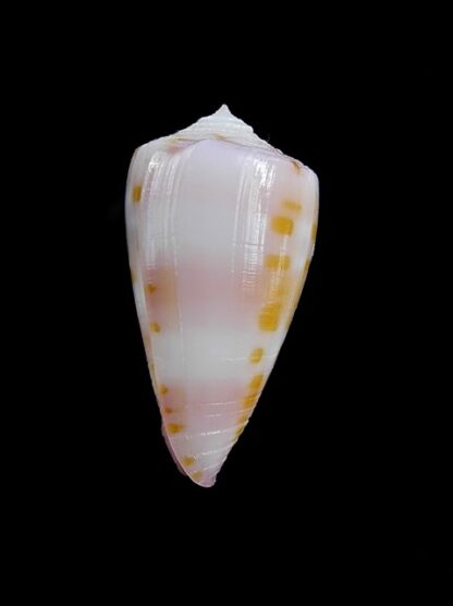 Conus devorsinei 27,2 mm Gem-12272
