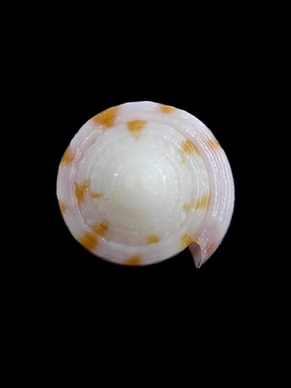 Conus devorsinei 27,2 mm Gem-12275