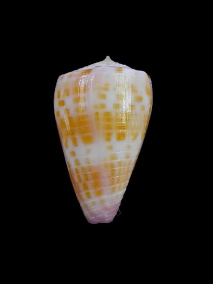 Conus devorsinei 25,1 mm Gem-12232