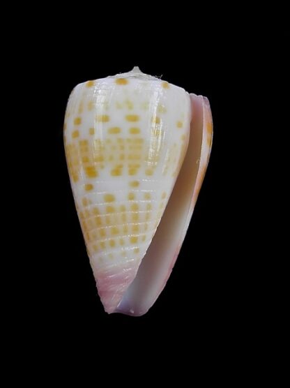 Conus devorsinei 25,1 mm Gem-12235