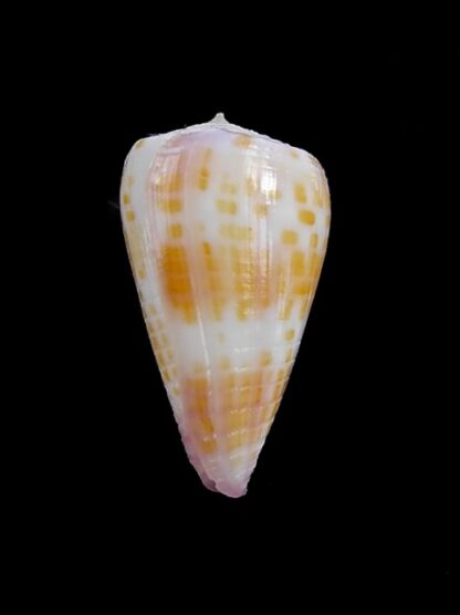 Conus devorsinei 25,1 mm Gem-12234