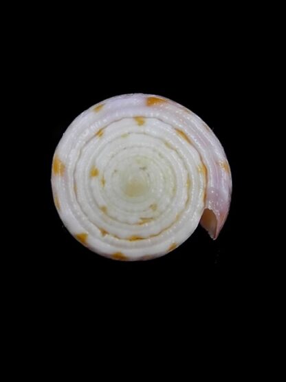 Conus devorsinei 25,1 mm Gem-12236
