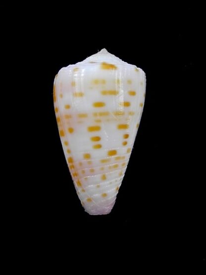 Conus devorsinei 25,5 mm Gem-12243
