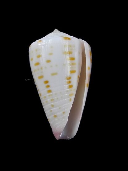 Conus devorsinei 25,5 mm Gem-12246