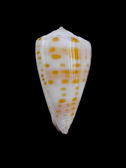 Conus devorsinei 25,5 mm Gem-12244