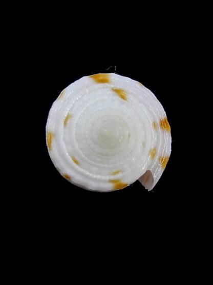 Conus devorsinei 25,5 mm Gem-12245