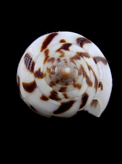 Conus pica petergabrieli 38,1 mm F+++/Gem-12386
