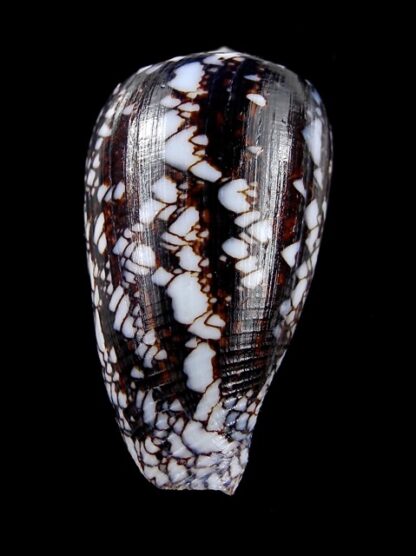 Conus victoriae .. Black.. 47,8 mm F+++/Gem-12401