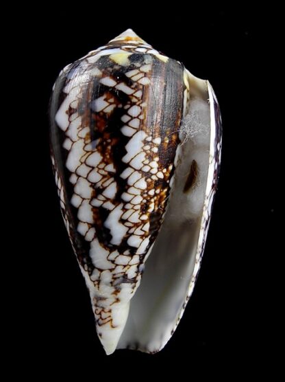 Conus victoriae .. Black.. 47,8 mm F+++/Gem-12402