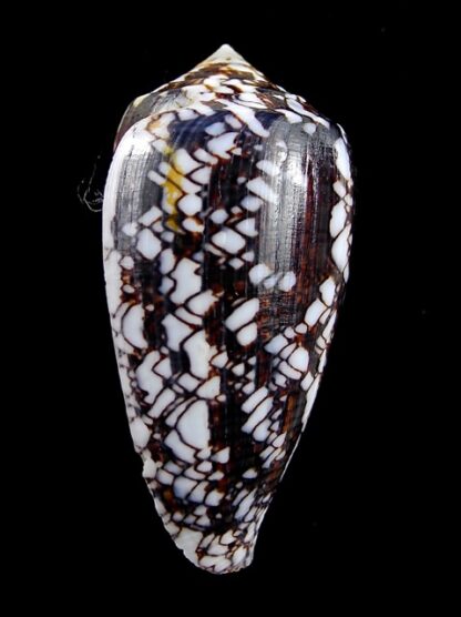 Conus victoriae .. Black.. 47,8 mm F+++/Gem-12400