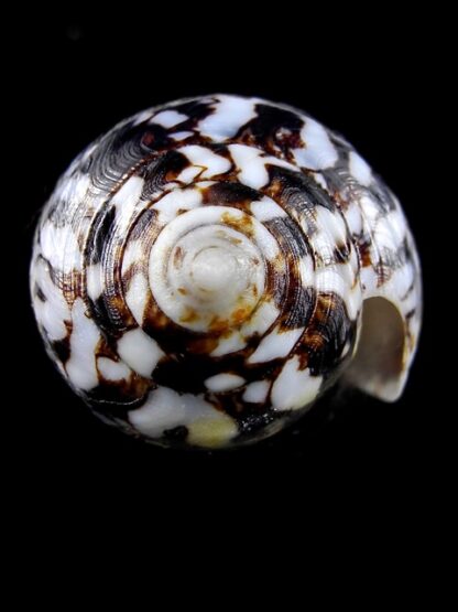 Conus victoriae .. Black.. 47,8 mm F+++/Gem-12404