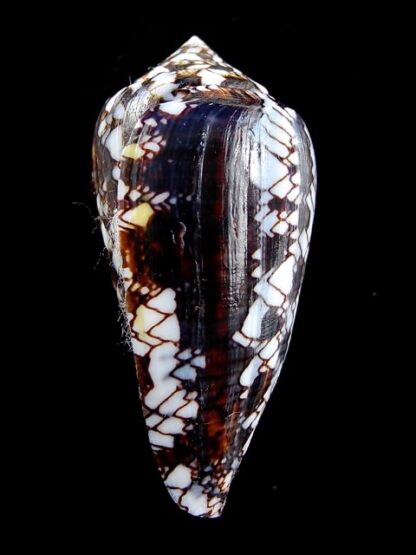 Conus victoriae .. Black.. 48,6 mm F+++/Gem-12414