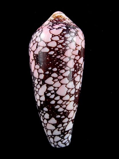 Conus magnificus 58,7 mm Gem-12370