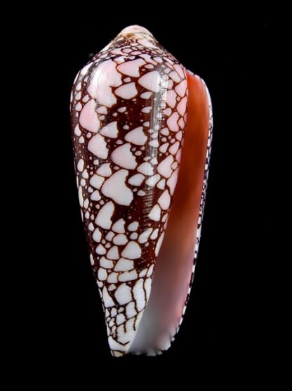 Conus magnificus 58,7 mm Gem-12371