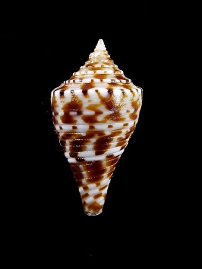 Conus wakayamaensis 23,8 mm Gem-12422