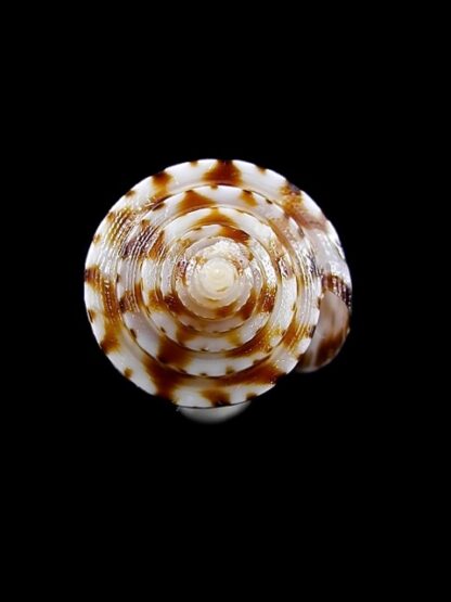 Conus wakayamaensis 23,8 mm Gem-12420