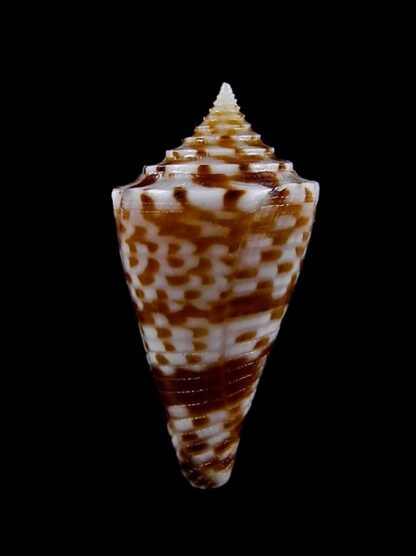 Conus wakayamaensis 26,4 mm Gem-12432