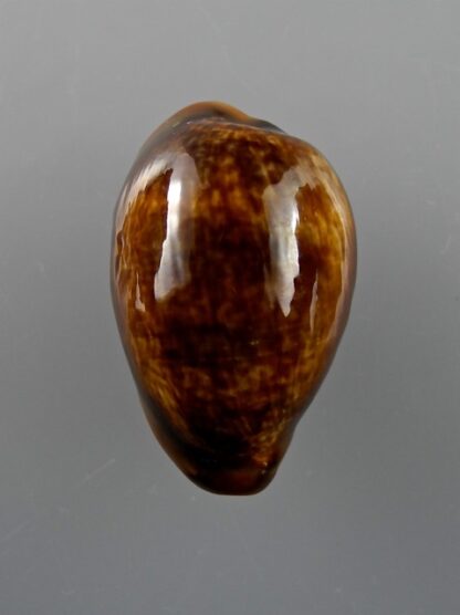 Cypraea pyrum insularum nigromarginata "big size" 33,8 mm Gem-12441