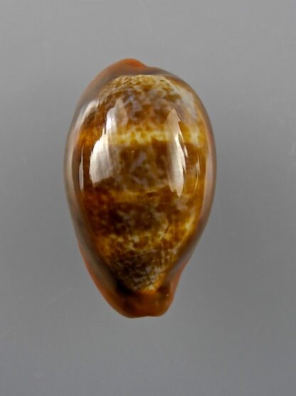 Cypraea pyrum insularum nigromarginata 34,1 mm Gem-12462