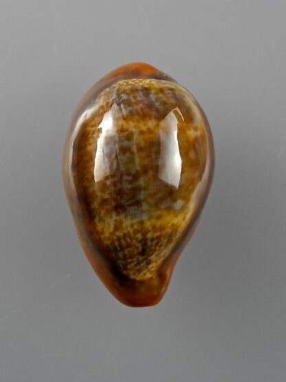 Cypraea pyrum insularum nigromarginata 34,6 mm Gem-12470